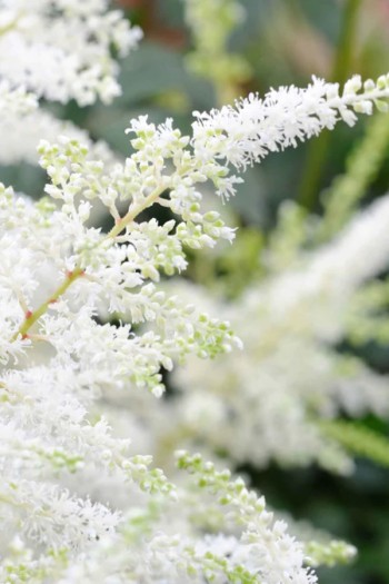 Астильба Арендса Браутшлеєр | Астильба Арендса Браутшлеер | Astilbe arendsii Brautschleier